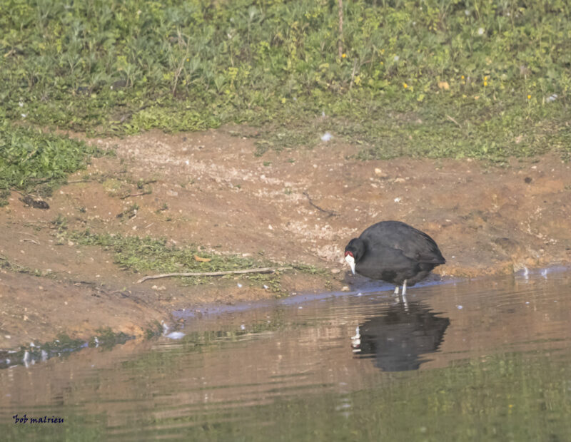 Foulque caronculée en Andalousie